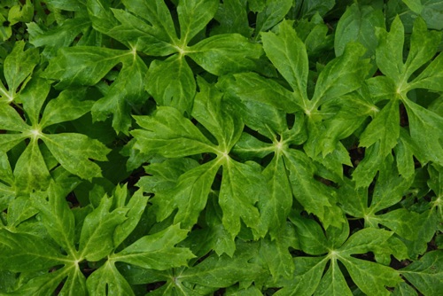 Mayapple, Reeves-Reed Arboretum, Union County, NJ 05 11 (7278SA).jpg